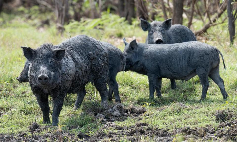 Wild boar – or feral pigs – have been culled and exported for many years, but are now a staple in some local restaurants, served braised or in lasagne.