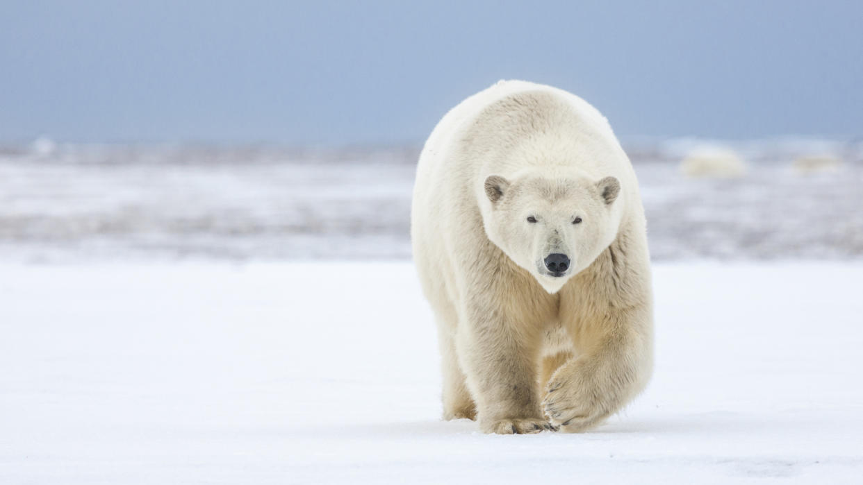  Polar bear in Arctic National Wildlife Refuge. 
