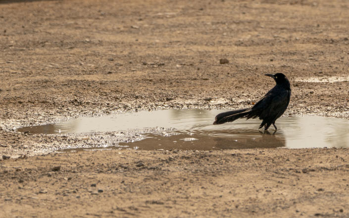A bird stands in a puddle in Bullhead City, Arizona, U.S., on Wednesday, June 16, 2021. (Kyle Grillot/Bloomberg via Getty Images)
