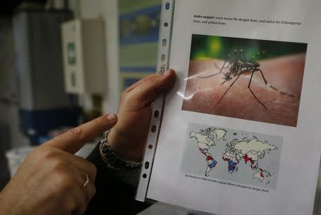 A scientist shows a picture of Aedes aegypti mosquitoes inside the International Atomic Energy Agency's (IAEA) insect pest control laboratory in Seibersdorf, Austria, February 10, 2016. REUTERS/Leonhard Foeger