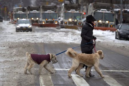 A woman crosses the street in front of a line of snow plows as they make their way down 5th Avenue during what would normally be a busy rush hour morning following Winter Storm Juno in the Manhattan borough of New York January 27, 2015. REUTERS/Carlo Allegri