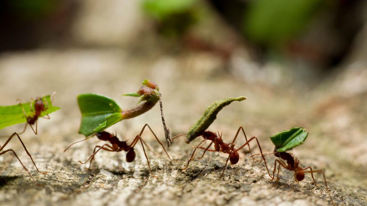  A trail of ants carrying leaf chunks 