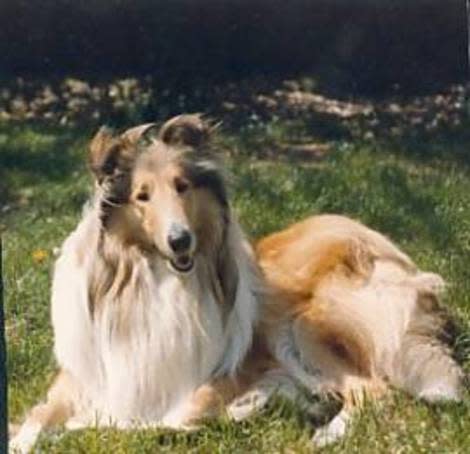 Collie