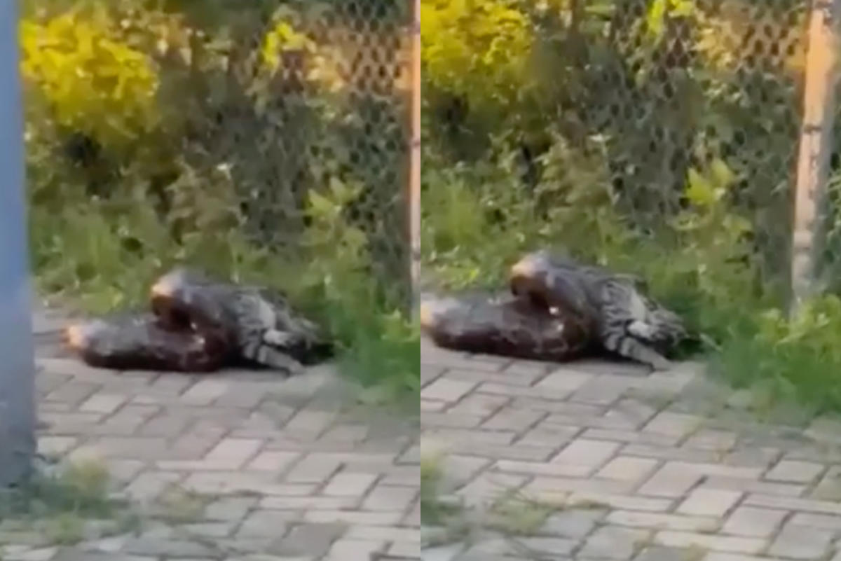 “Horrifying Scene in Tung Chung: Suspected Boa Constrictor Devouring a Cat”