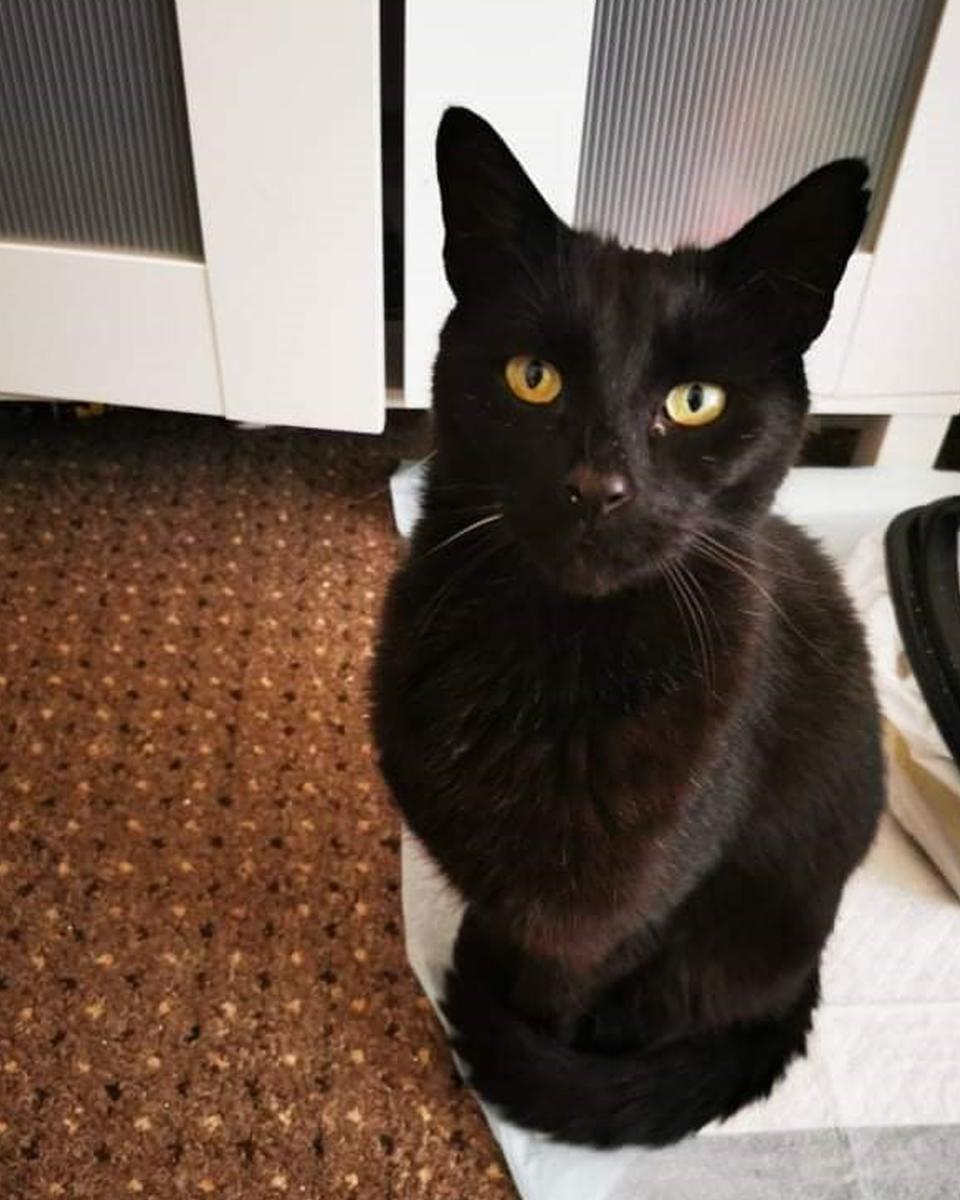 Sam, a nine-year-old black cat, went missing in 2014 (Cats Protection/PA) (Cats Protection)