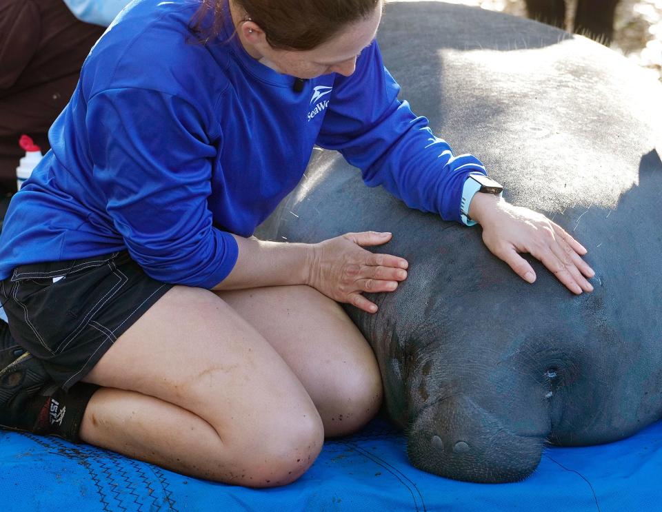 Mallorie McCormack attends to a manatee during a mass release of rehabilitated manatees at Blue Spring State Park in Orange City, Monday, Feb. 13, 2023 