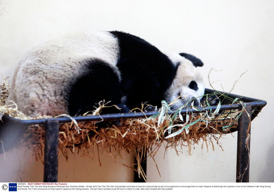 Tian Tian takes a nap (Rex)