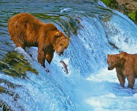 Bears feast on salmon once a year - Credit: GETTY