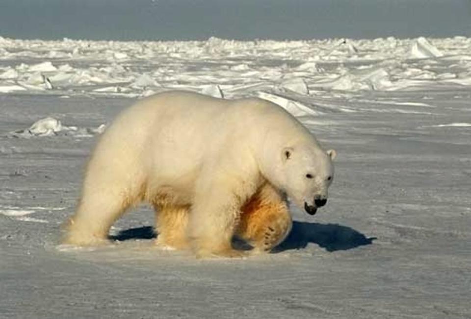 A 2005 file photo of a polar bear on the Beaufort Sea in Alaska. A biologist working in the state's remote North Slope region recently found a polar bear carcass that was later confirmed to be infected with the highly pathenogenic H5N1 strain. (Steven C. Amstrup, USGS/Associated Press - image credit)