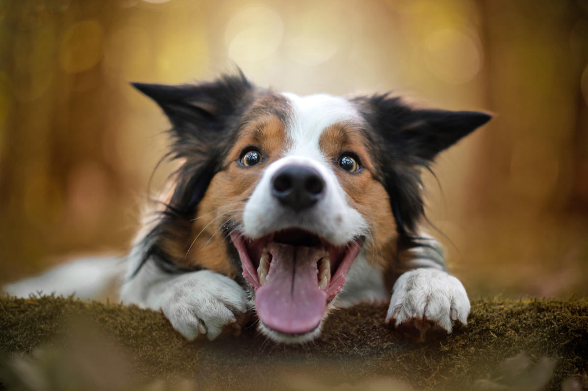 what are the signs of a healthy dog