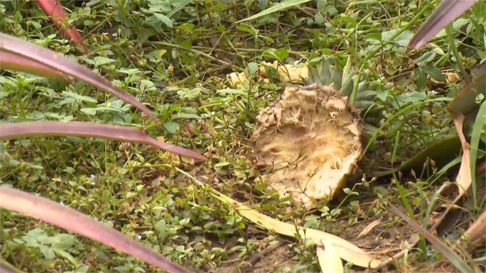 獼猴入侵果園！鳳梨、芒果遭殃　農民設獵捕籠「關猴」