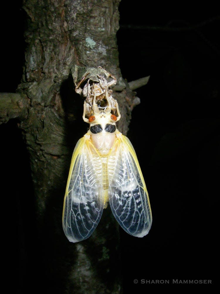 A 17-year cicada emerges from its shell.