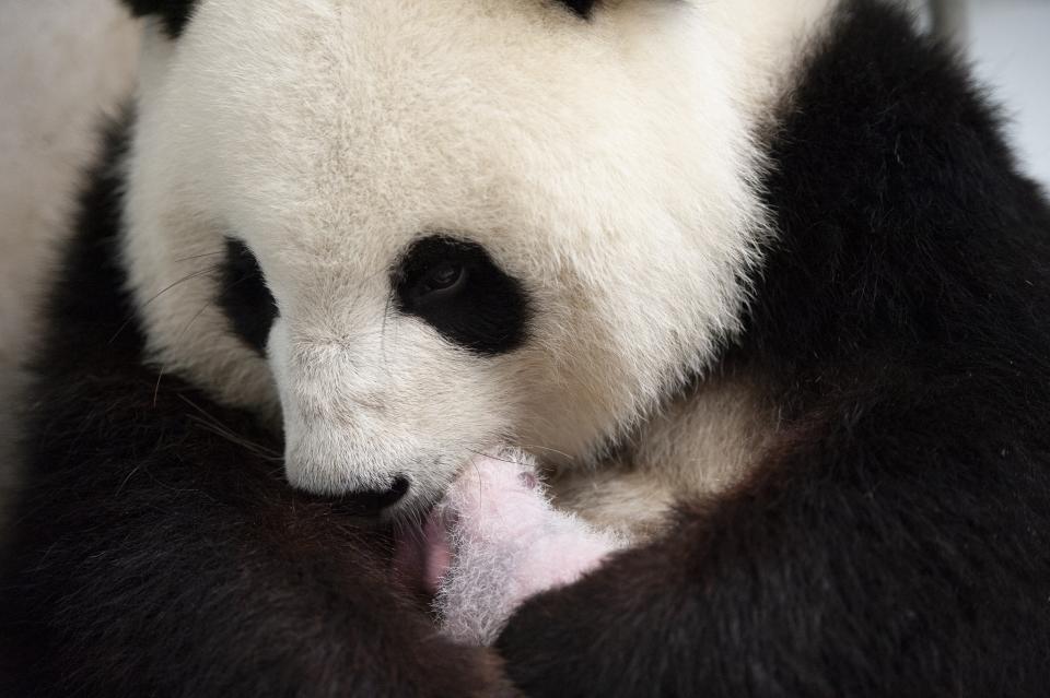 Fotografía proporcionada por el zoológico de Berlín el viernes 13 de septiembre de 2019 con la panda Meng Meng sosteniendo a una de sus crías en el zoo de Berlín. (Zoo Berlin/Zoologischer Garten Berlin via AP)