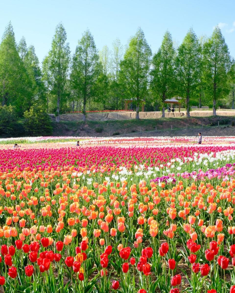 日本旅遊｜日本花季全攻略！一年四季花期、賞花景點推介一覽 4月紫藤花、鬱金香、芝櫻、粉蝶花