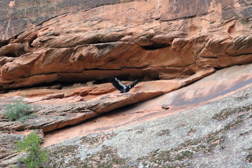 In this September 25, 2019, photo, provided by Jason Pietzak shows the 4½-month-old Condor after leaving its nest cave at Zion National Park, Utah. Zion National Park officials say an endangered California condor chick has left the nest and grown wings large enough to fly for the first time in park history. (Jason Pietzak/National Parks Service, via AP)