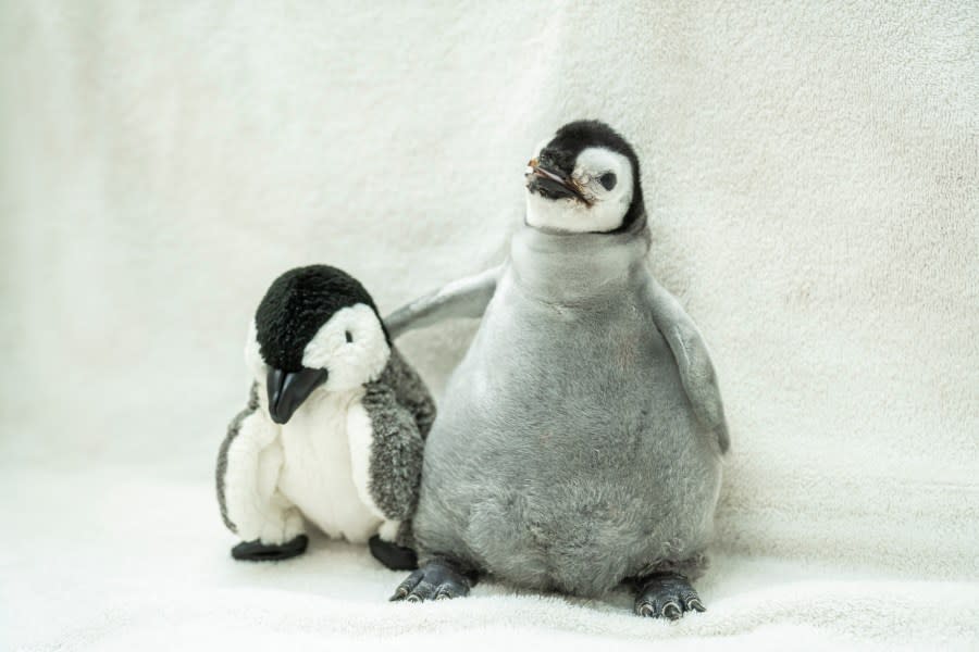 Pearl the Penguin (Photo: SeaWorld San Diego)