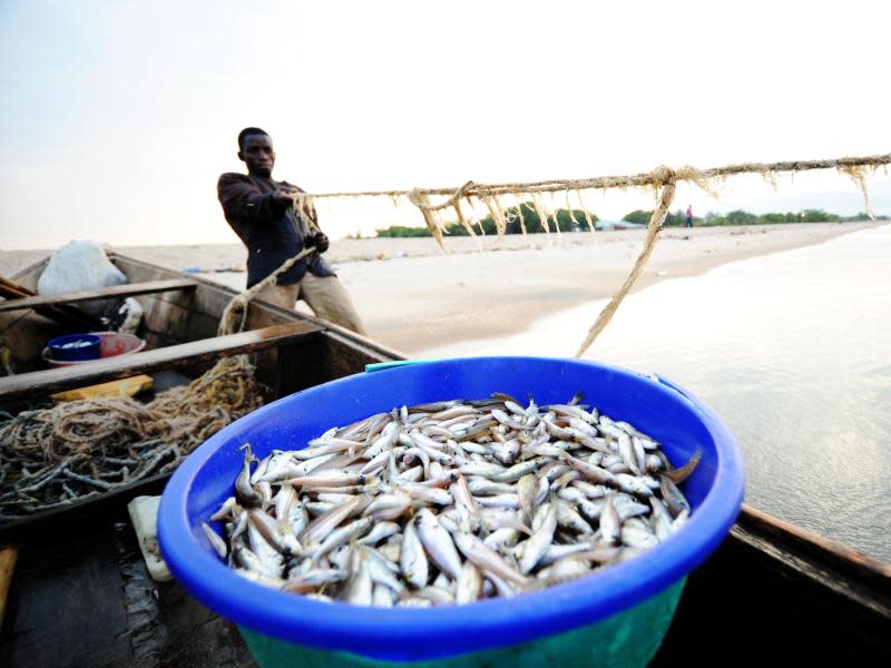 Frisch gefangen am Tanganjika-See: Fisch gehört in Burundi genauso auf die Speisekarte wie belgisch und französisch angehauchte Spezialitäten. Foto: Burundi National Tourism Office