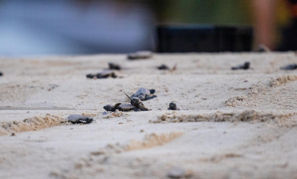 85 hawksbill sea turtles hatched on Siloso Beach on Sentosa in Singapore on 31 October 2021 and were released into the sea by staff from Sentosa Development Corporation’s Environmental Management team on 1 November 2021. (Photo: Sentosa Development Corporation)