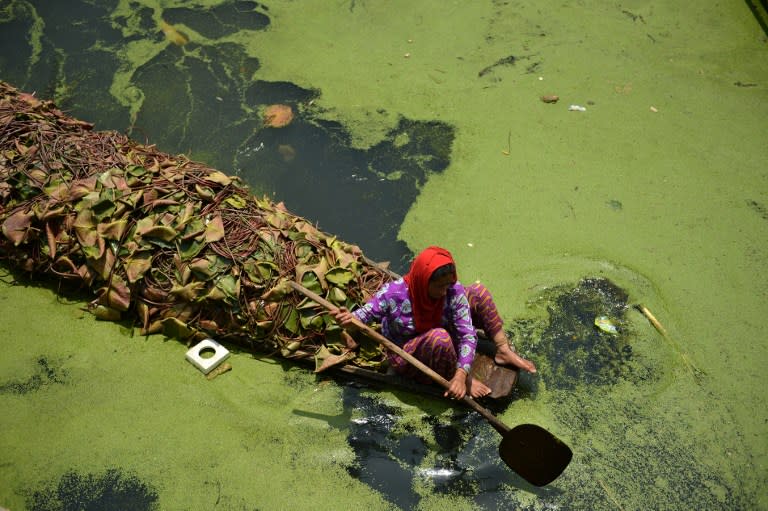 <p>Kashmiri woman rowing a boat carrying a lotus roots for cattles through the polluted waters of Dal Lake in Srinagar on June 3,2016. Dal lake has shrunk from 25.86 square kilometers to 20.16 square kms during the past two decades becoming a cause of concern for the environmentalists. Many NGOs have blamed that the state government has failed miserably in controlling the growth of dangerous weed that is eating up the world famous water body. </p>