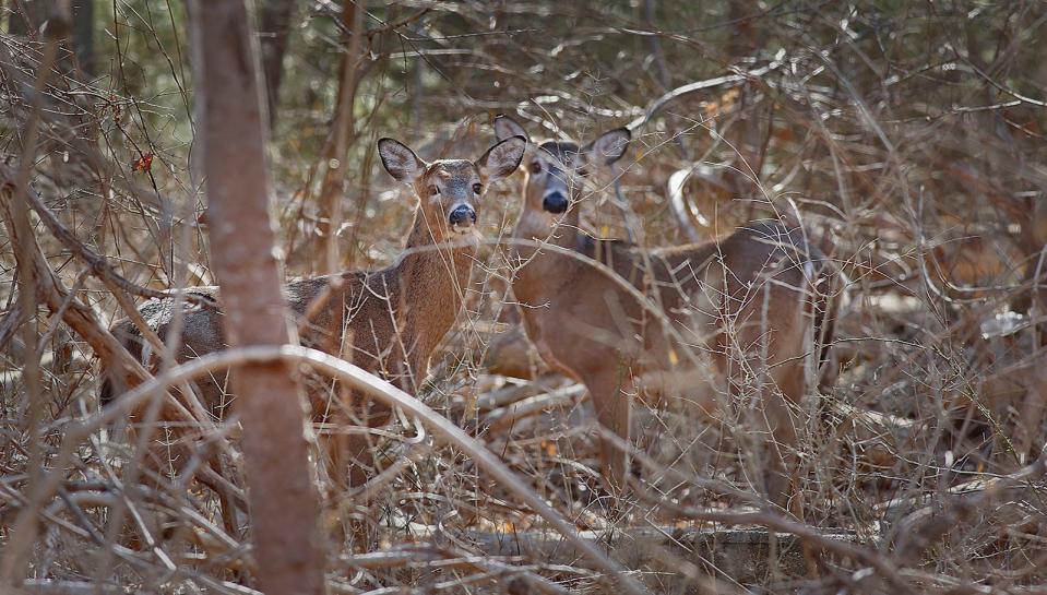 Doe eyes: Two whitetail deer keep an eye out from the woods in North Marshfield on Wednesday, Feb. 8, 2023.