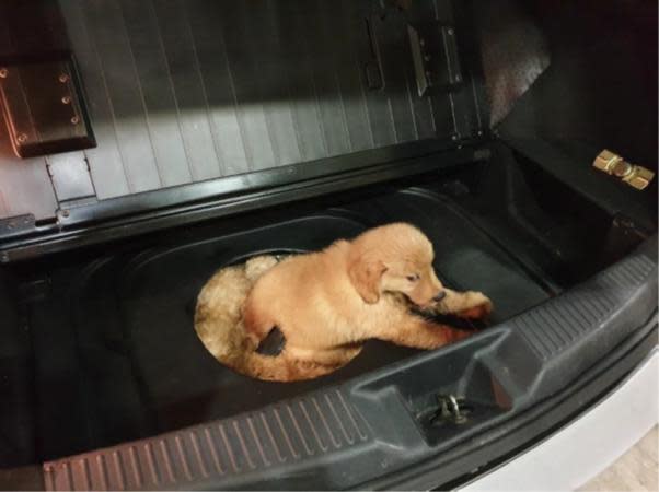 The puppies were hidden in the spare tyre compartment of the car (Photo: Immigration and Checkpoints Authority)