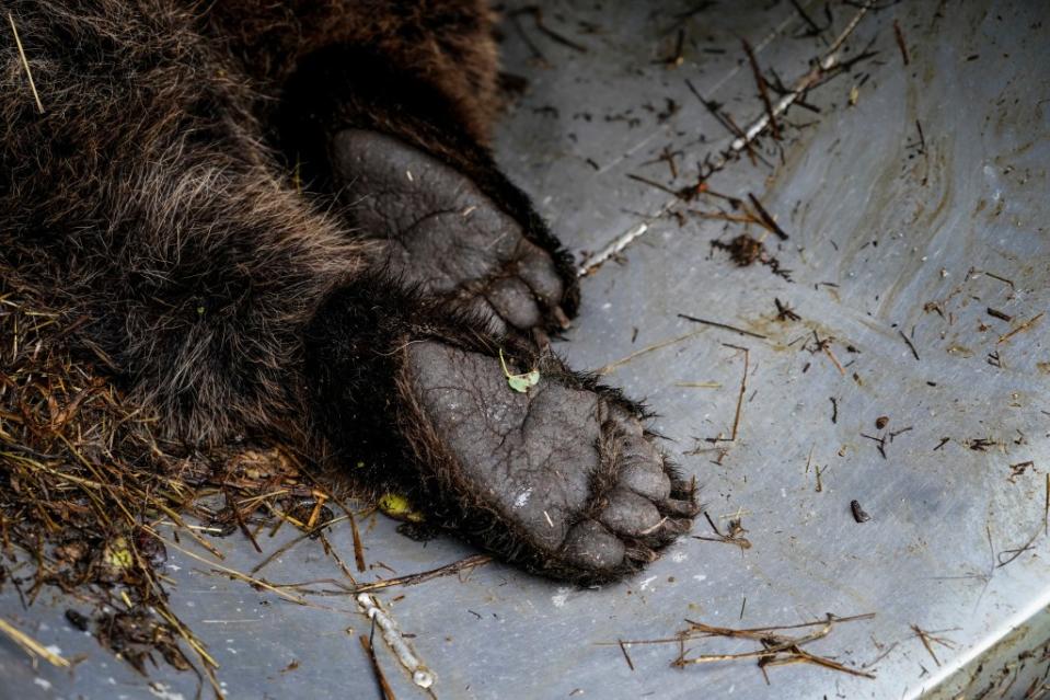 The bears can weigh anywhere from 330 to 550 pounds and stand at over 6.5 feet. REUTERS