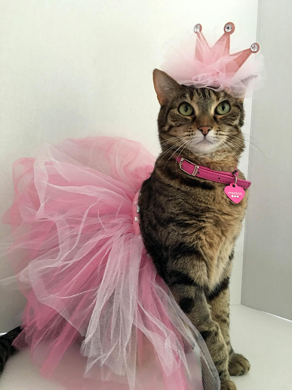 Princess the Glamour Cat