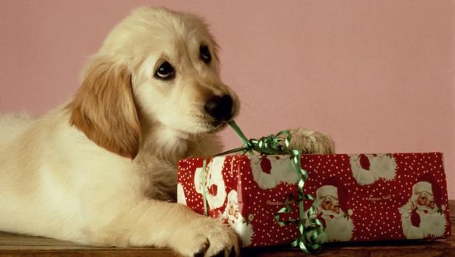 A Puppy Christmas