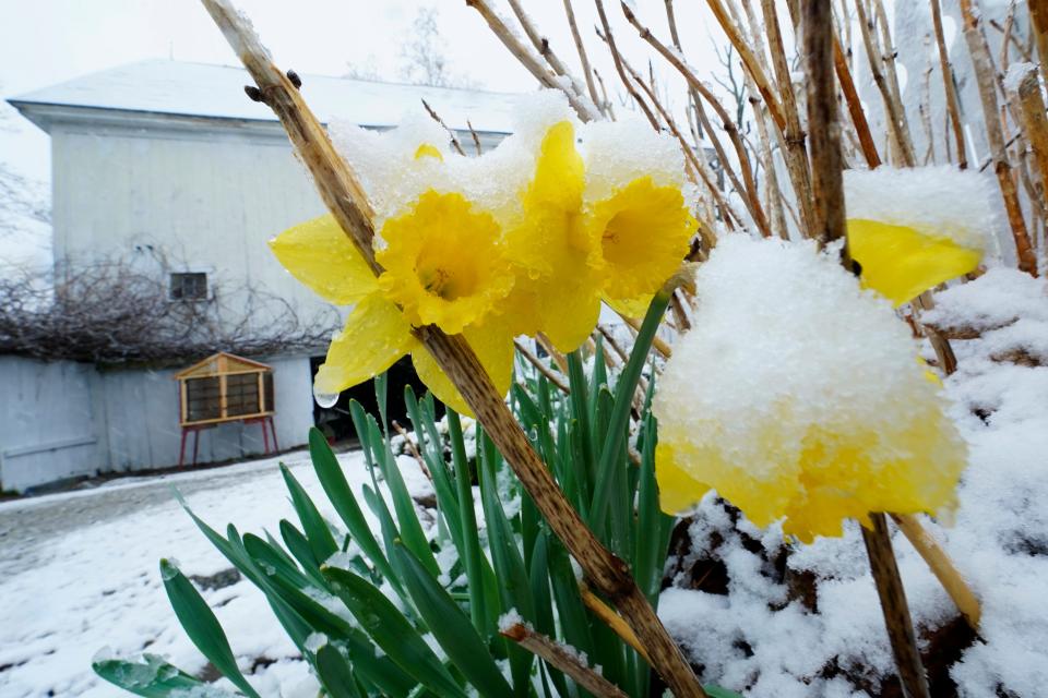 Snow covers daffodils during a spring storm, Friday, April 16, 2021, in in East Derry, New Hampshire. Some portions of New England received about a half a foot of snow from the storm.