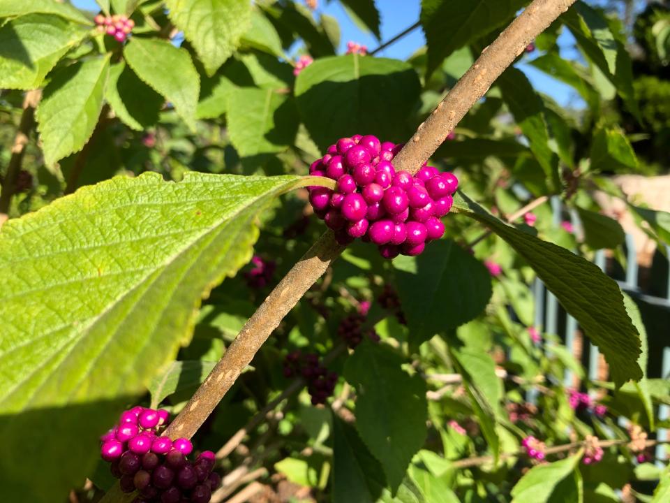 American Beautyberry fruits cluster tightly along the stems.