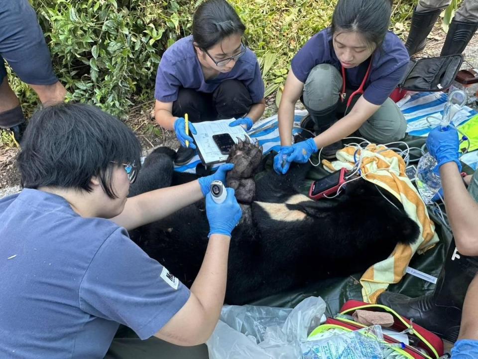 黑熊滑落至充氣墊上後，於現場完成初步檢傷及清創。（林業保育署台東分署提供）