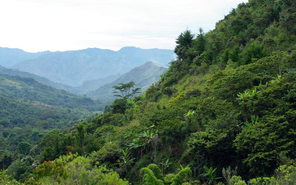 We are losing the secrets of the rainforest faster than we can understand them - Getty