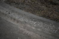 Fish lie dead at the edge of a road after the passage of Hurricane Ian, inside a trailer park on San Carlos Boulevard in Fort Myers Beach, Fla., Sunday, Oct. 2, 2022. (AP Photo/Rebecca Blackwell)