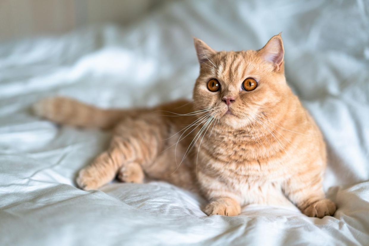 orange cat breeds munchkin cat