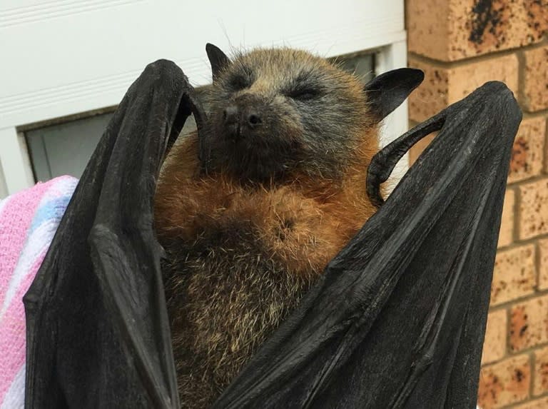 A heat-stricken bat in Sydney. Hundreds of the animals have died in sweltering conditions in Australia, with many dropping from their perch as the scorching temperatures 'fried their brains'