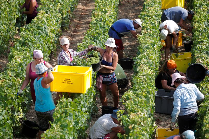 FILE PHOTO: Grape pickers harvest fruit from the vines at the Philippe Gonet vineyard during the traditional Champagne wine harvest in Montgueux