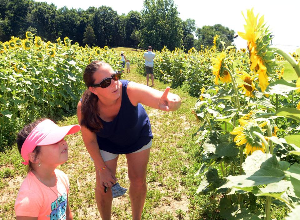 Kelly Cahill of Burrillville, R.I., points out bees in a sunflower to her daughter, Alexis, in a sunflower field at Buttonwood Farm in Griswold.