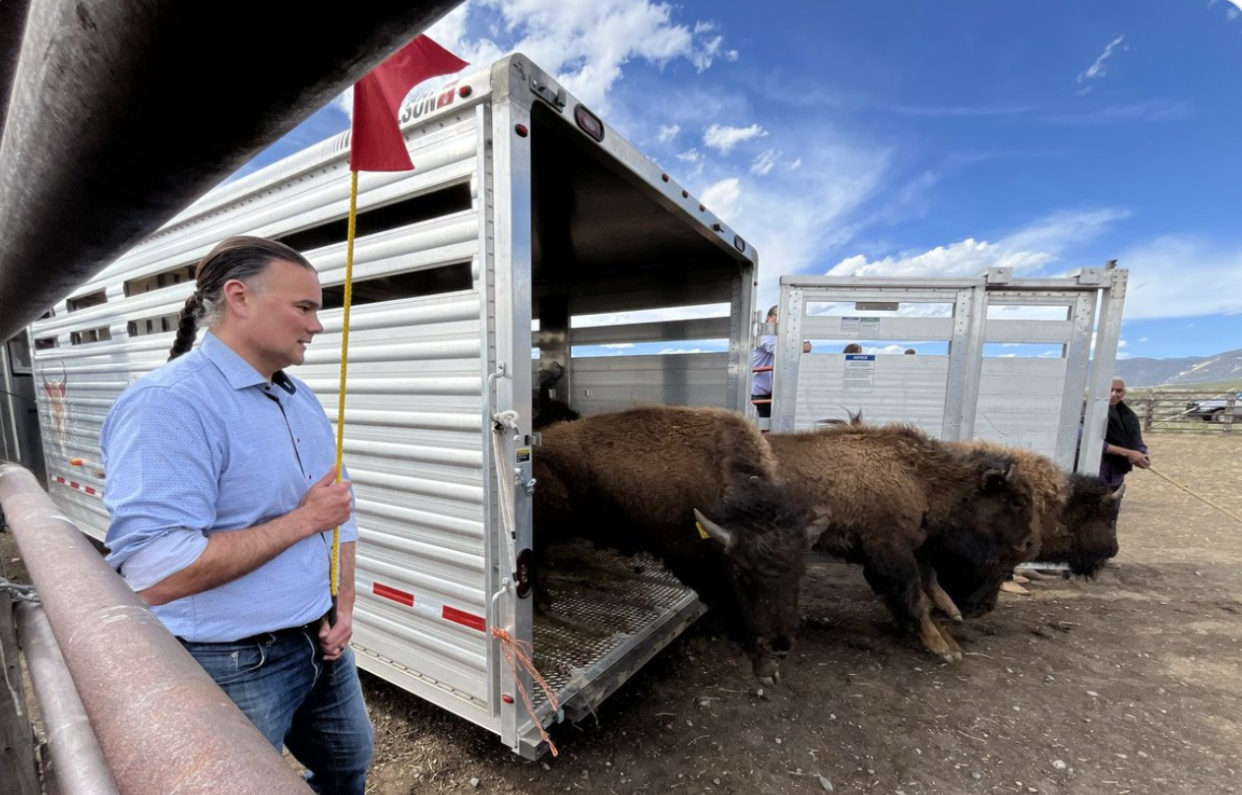 Assistant Secretary - Indian Affairs Bryan Newland assisting the bison release at Taos Pueblo. (Photo/X)