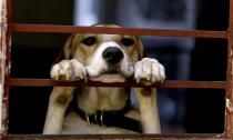 <p>A dog found wandering the streets in the aftermath of a 7.1-magnitude earthquake looks out from an animal shelter in Mexico City, Sept. 22, 2017. (Photo: Natacha Pisarenko/AP) </p>