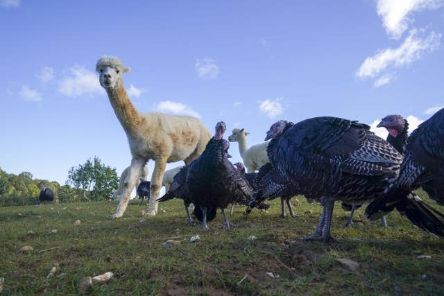 Alpacas guard turkeys on farm