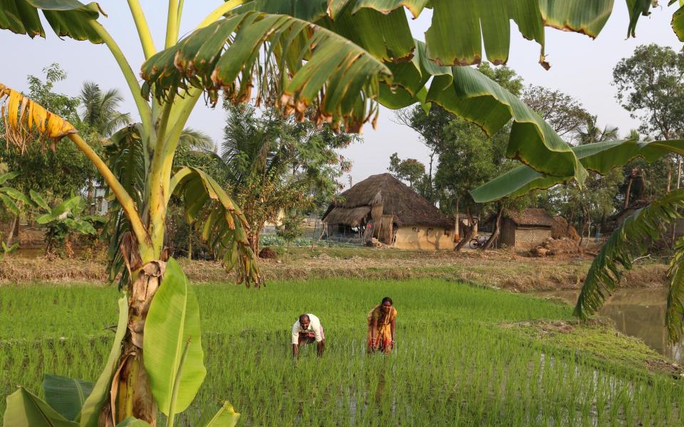 A husband and wife working in a rice paddy field in the Sundarbans, an area which flooded in the storm surge caused by Cyclone Amphan in May - Catherine Davison