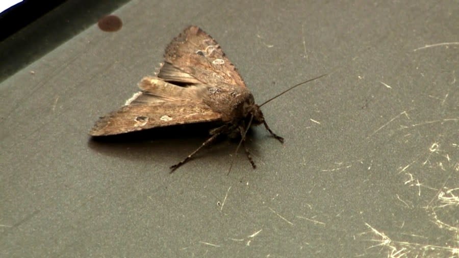 A large brown moth upon a flat surface