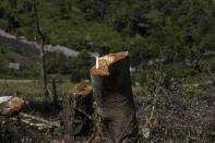 A stump of a tree is visible at a swath of land that has been cleared to make way for a corn plantation Mandar, South Sulawesi, Indonesia, Sunday, April 21, 2024. From trees felled in protected national parks to massive swaths of jungle razed for palm oil and paper plantations, Indonesia had a 27% uptick in primary forest loss in 2023 from the previous year, according to a World Resources Institute analysis of new deforestation data. (AP Photo/Yusuf Wahil)