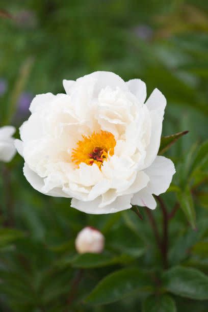 best white flowers peony