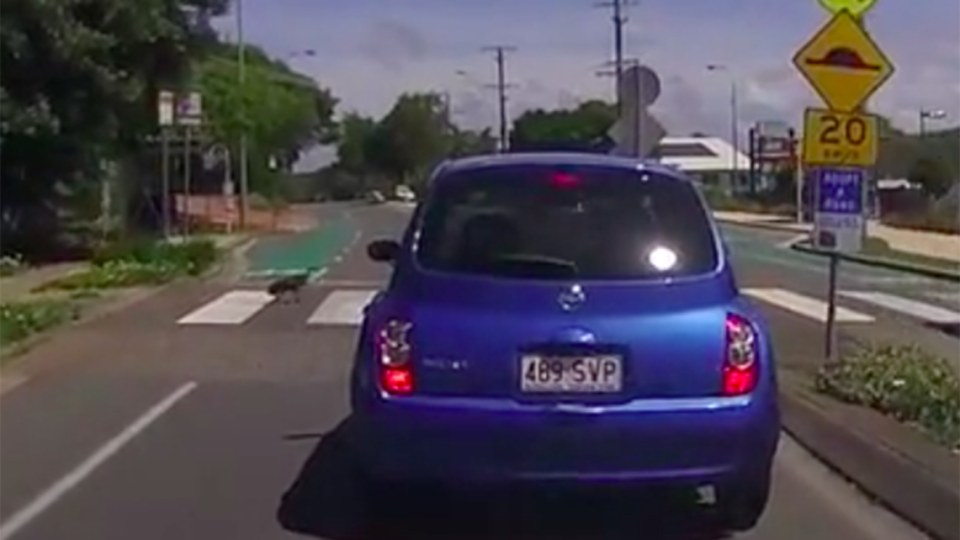 The bush turkey appears at left, walking across the zebra crossing. Source: Facebook/Dash Cam Owners Australia