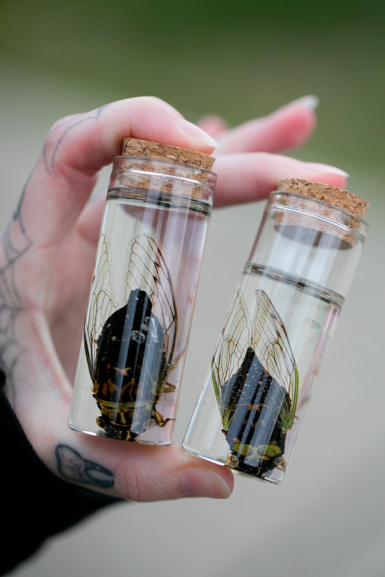 Emma Goslin is an Etsy creator that makes art out of dead cicadas and their shells, including shadow boxes and in jars of resin, photographed at her home on the southeast side, Thursday, April 22, 2021. She is looking forward to collecting more this summer.