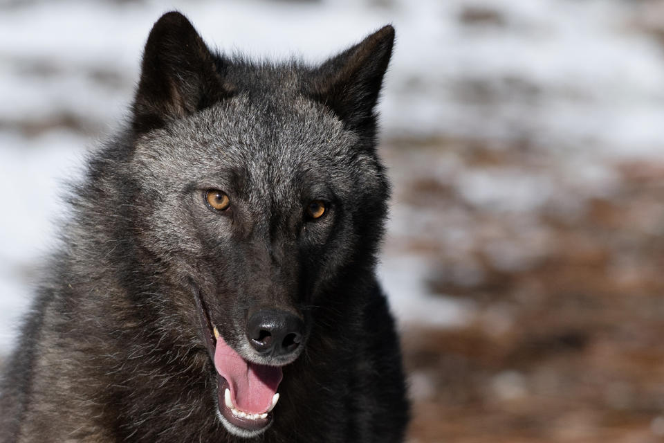 Interior Alaskan wolf