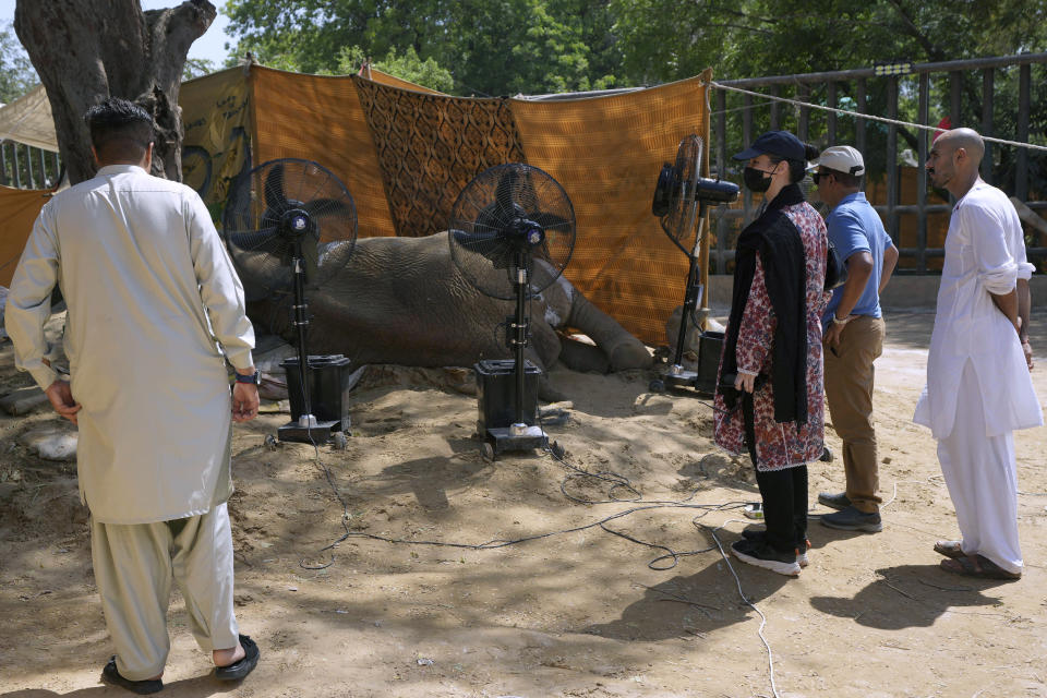 Unidentified officials stand near the body of an elephant named "Noor Jehan" at a zoo in Karachi, Pakistan, Saturday, April 22, 2023. The critically ill elephant that underwent a critical medical procedure by international veterinarians early this month, has died at a Pakistani zoo, officials said Saturday. (AP Photo/Fareed Khan)