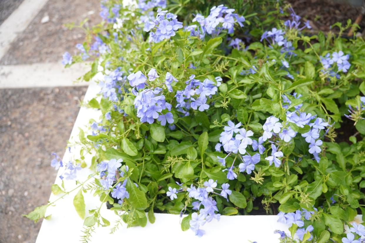 plumbago plant in light blue