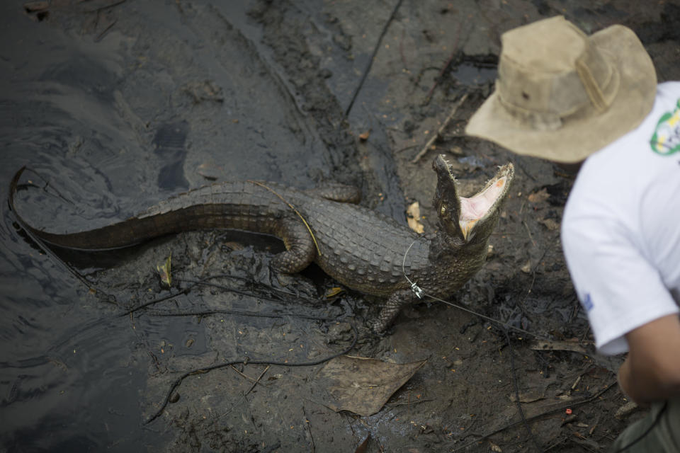 In this Oct. 14, 2013 photo, ecology professor Ricardo Freitas catches a broad-snouted caiman to examine, then release back into the water channel in the affluent Recreio dos Bandeirantes suburb of Rio de Janeiro, Brazil. “Caimans are like tanks, a very old species with a remarkable capacity for renovation that allows them to survive under extreme conditions where others couldn’t,” said Freitas, who runs the Instituto Jacare, or the Caiman Institute, which aims to protect the reptiles. “But the fact of the matter is that their days are numbered if things don’t change drastically.” (AP Photo/Felipe Dana)